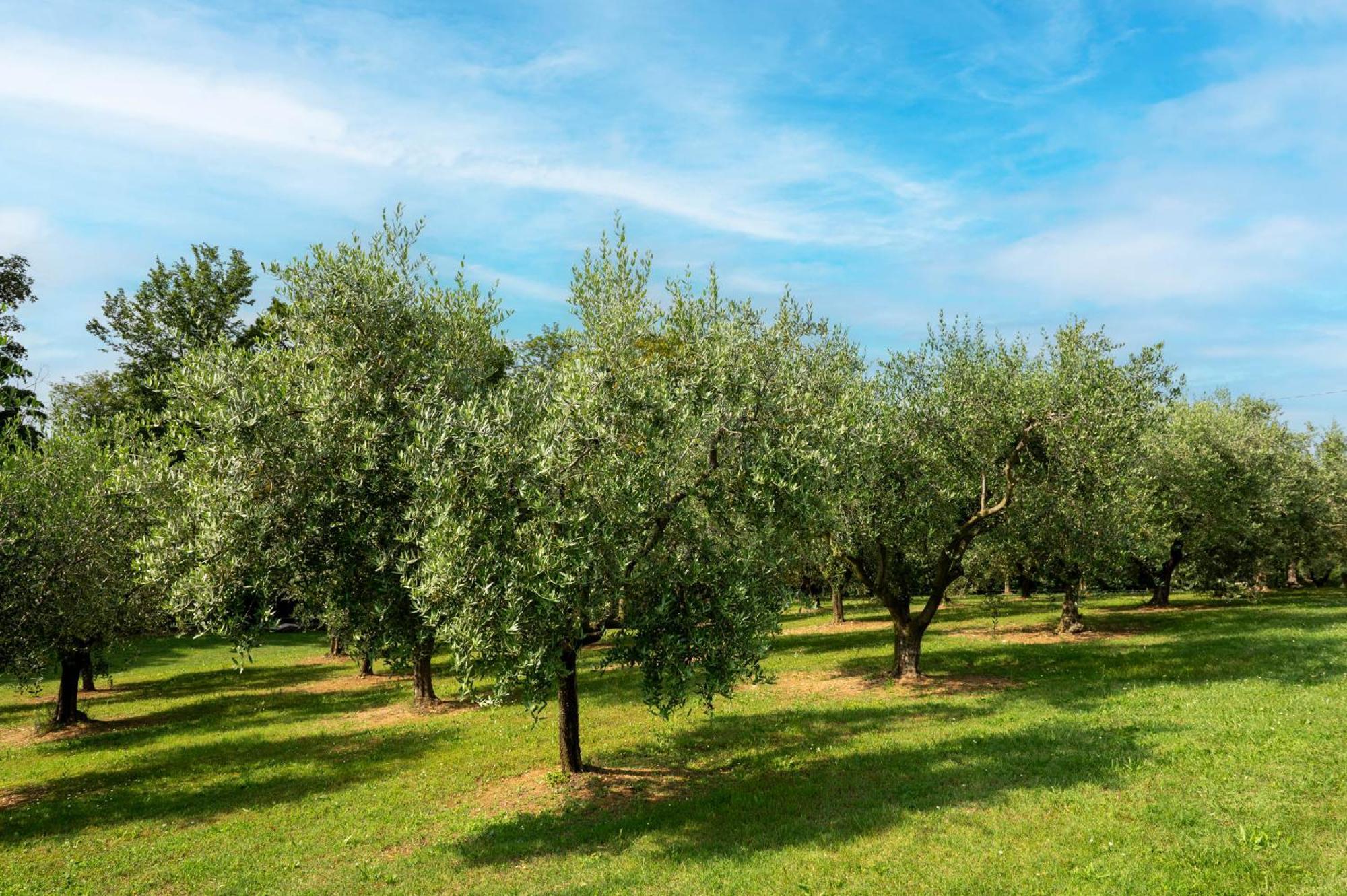 Agriturismo Terre Bianche Teolo Extérieur photo
